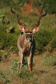 Kudu Bull Antelope South Africa Animals Wild Amazing Animal Pictures Kudu