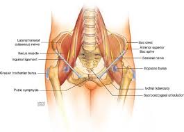 Check spelling or type a new query. 2 Anterior View Of The Pelvis With Common Injection Target Tissues Download Scientific Diagram