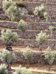 Resultado De Imagen De Marjades Mallorca Mallorca Color Verde Olivo Belenes