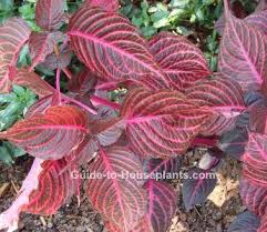 There are a number of calathea varieties available; 10 Iresine Herbstii Ideas Plants Perennials Propagating Plants