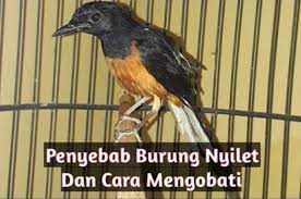Pngtree menawarkan murai gambar png dan vektor, serta gambar clipart murai latar belakang transparan dan file psd. Cara Merawat Dan Mengobati Burung Murai Batu Yang Nyilet