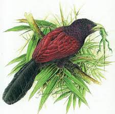 Nocturnal Animals Amazinglanka Com