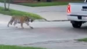 Im texanischen houston fahndet die polizei nach einem mann, dessen tiger durch ein wohnviertel gestreift ist. Qj S6l Eazzflm