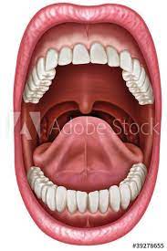 Anatomy Of The Mouth In 2021 Mouth Health Dentistry Dental Images