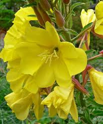 I live in central missouri, this is the first year i've seen this plant, either here or anywhere else in missouri. Oenothera Elata Wikipedia