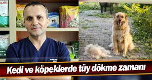 Kedi Ve Kopeklerde Tuy Dokme Zamani Yeni Sakarya Gazetesi Sakarya Dan Haberiniz Olsun