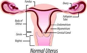 Image result for uterus