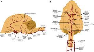 This is an investment that doesn't start or stop at the life of a given field project, so leasing dogs is often a good option, and several. Frontiers Imaging Ischemic And Hemorrhagic Disease Of The Brain In Dogs Veterinary Science