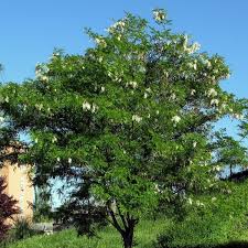 Image result for Robinia