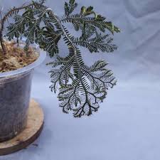 Image result for Selaginella versicolor