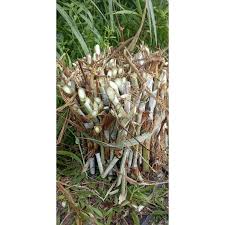 Rumput pakchong dan zanzibar, tips budidaya untuk pakan ternak kambing domba. Bibit Rumput Zanzibar Shopee Indonesia