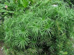Image result for Cyperus amauropus