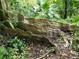 Image result for Heritiera