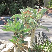 Image result for Cyphostemma lynesii