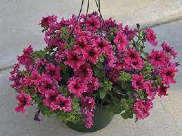 Petunia Seeds Espresso Frappe Rose 50 Pelleted Seeds Great For Hanging Baskets Petunias Hanging Flower Baskets Container Gardening Flowers
