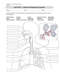 Worksheet Labeling Waves Answer Key 4457 Best Homeschool Images In 2020 In 2020 Respiratory System Anatomy Human Respiratory System Respiratory System Activities