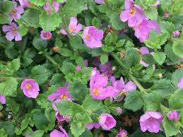 Provide a moist, fertile soil and fertilize plants a several times during the spring and early summer to encourage new growth and more flowering shoots. Bacopa Diaco S Garden Nursery And Garden Centre