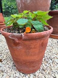 Image result for Begonia sutherlandii