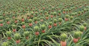 Ya que una vez que tengan las almejas en su poder, las posibilidades de que les. Jocote Frutas Tropicales 2021