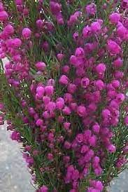 Boronia At Duckduckgo Wholesale Flowers Flowers Long Lasting Flower