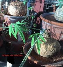 Image result for Adenia panduriformis