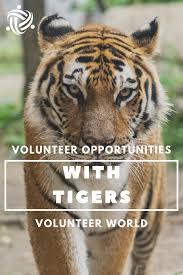 Pin On Volunteer Travel In Asia
