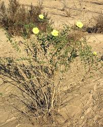 Image result for Tribulus zeyheri