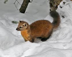 See u tube video as disher attacks a fox. American Marten Wikipedia