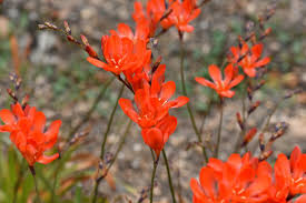 Image result for Tritonia moggii