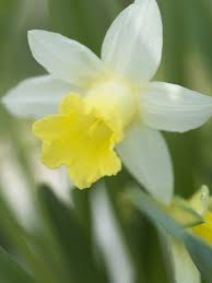 Narzisse Daffodils Spring Flowers Fall Plants