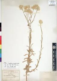 Image result for Gnaphalium