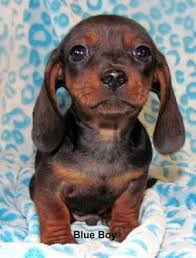A dog who has even. Blue Dachshund Pets And Animals For Sale Georgia