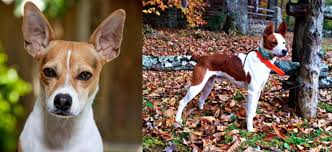 The feist dog's height is about 10 to 18 inches tall, weighing between 15 to 20 pounds. Feist Dog Breed Cheap Online