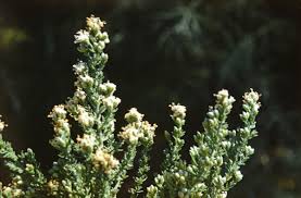 Image result for Cressa cretica