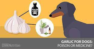 Can Dogs Eat Garlic The Bottom Line Garlic For Dogs Foods Bad For Dogs Dogs Naturally Magazine