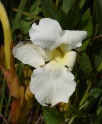 Image result for Harveya