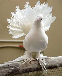 White Fan Tailed Pigeon Fantail Pigeon Birds Pretty Birds
