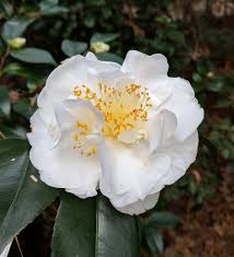 Pin On Camellias