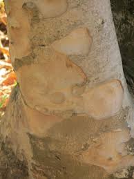 Image result for Heteropyxidaceae