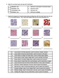 The cells of connective tissue are living, separated from each other and are very less in number.homogeneous gel like intercellular substance called matrix form the bulk of connective tissue.cells are embedded in matrix. Worksheet What Is Connective Tissue Hs Ls1 By Science With Mr Enns