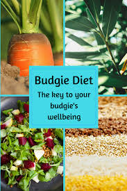 Budgie Diet The Key To Your Budgies Well Being