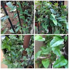 Maybe you would like to learn more about one of these? Cincau Hijau