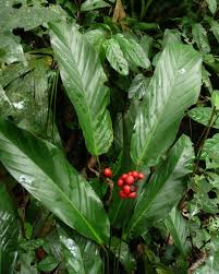 Image result for Sarcophrynium brachystachyum