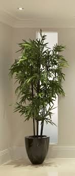 Black Bamboo Plants For Sale Gauteng Pin On Make Your Yard Great