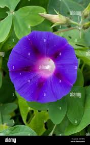 Image result for Ipomoea violacea