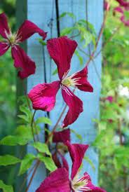 We did not find results for: Spanish Clematis Google Search Climbing Flowers Clematis Cottage Garden Plants