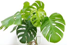 Pemula Bisa Coba Ini Cara Menanam Monstera Dengan Hidroponik Mulai Dari Memilih Wadah Yang Tepat Portal Jember