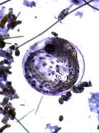 Image result for Dissotis falcipila