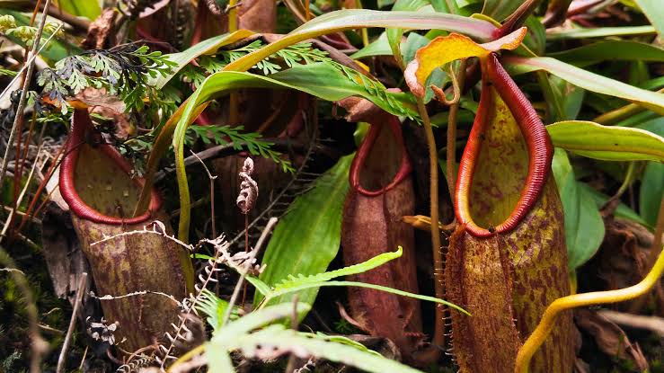 Kantong Semar Nepenthes
