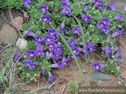 Image result for Aptosimum procumbens